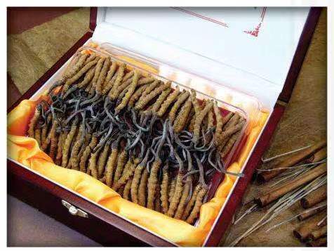 武乡冬虫夏草回收